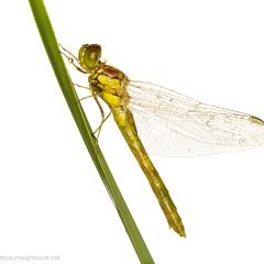 MYN Common Darter 1 